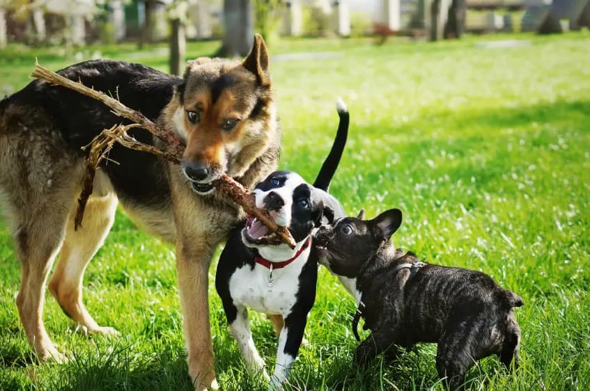 Dog enjoying daycare